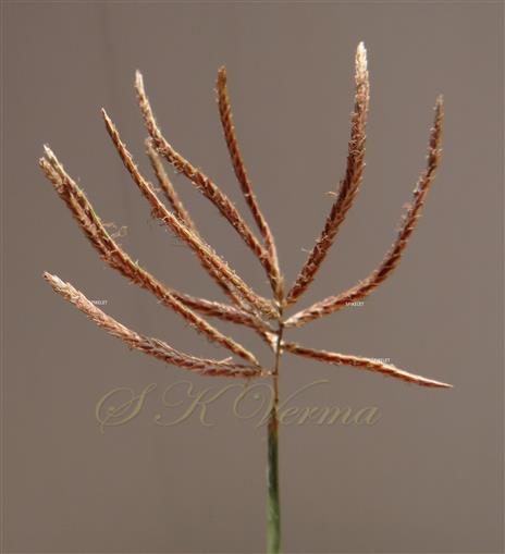  Spike bearing spikelets
